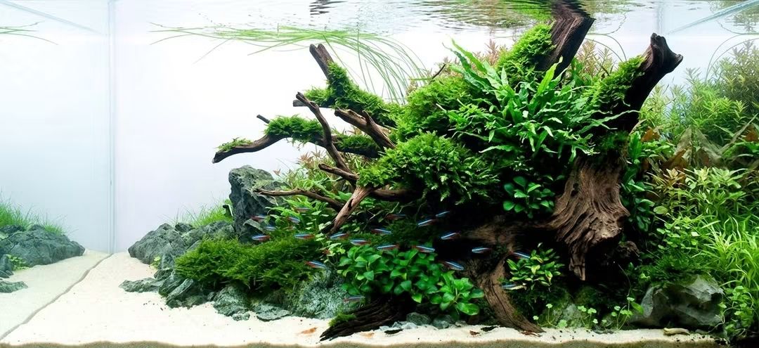Epiphyte aquascape arranged around natural driftwood