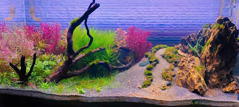 Aquascape with a central open path and raised outer sides