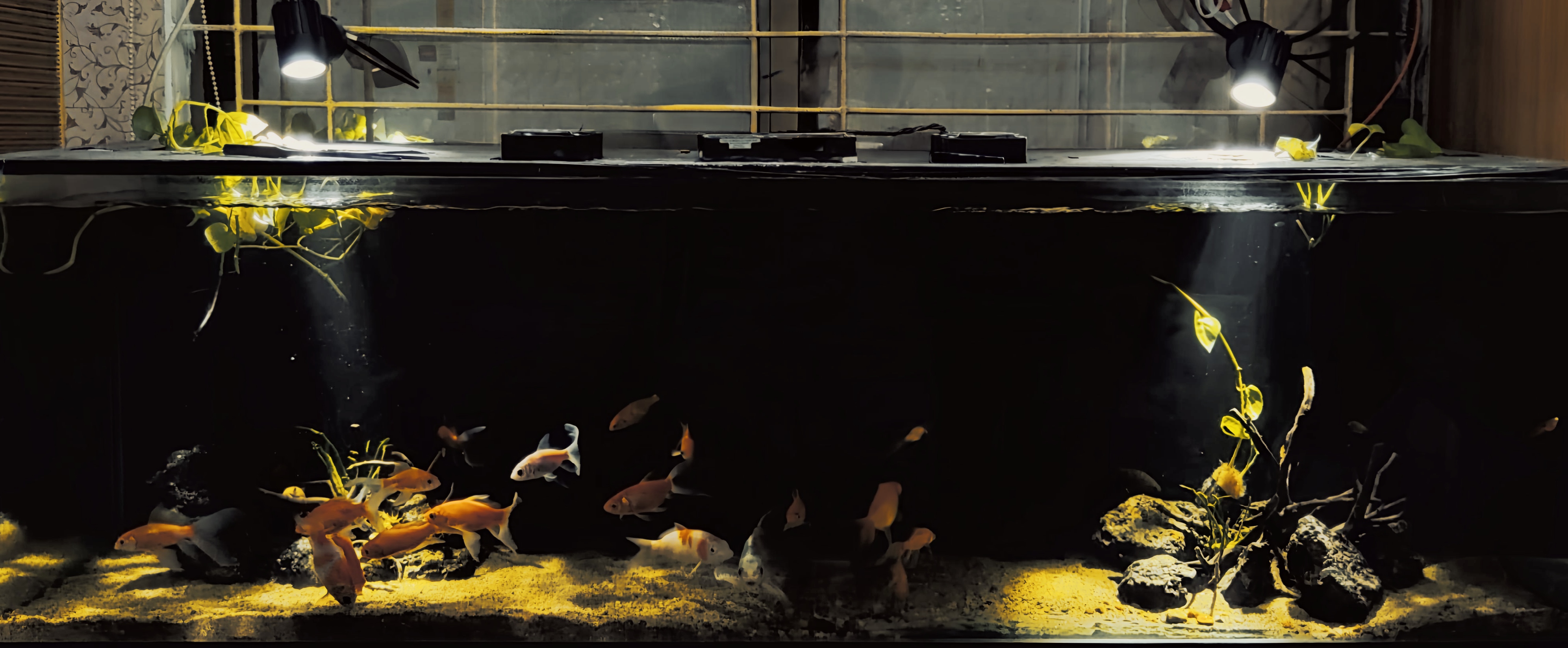 Aquarium composition flowing from one side toward open space