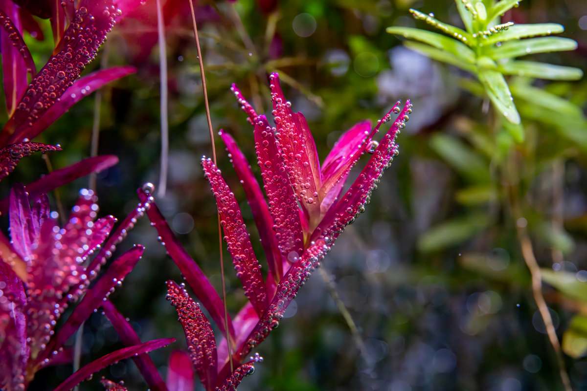 Selection of healthy aquatic plants